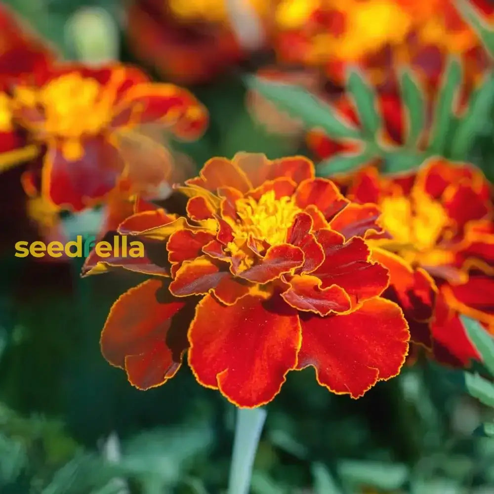 Red Marigold Seeds For Planting - Annual Flower Bright Borders