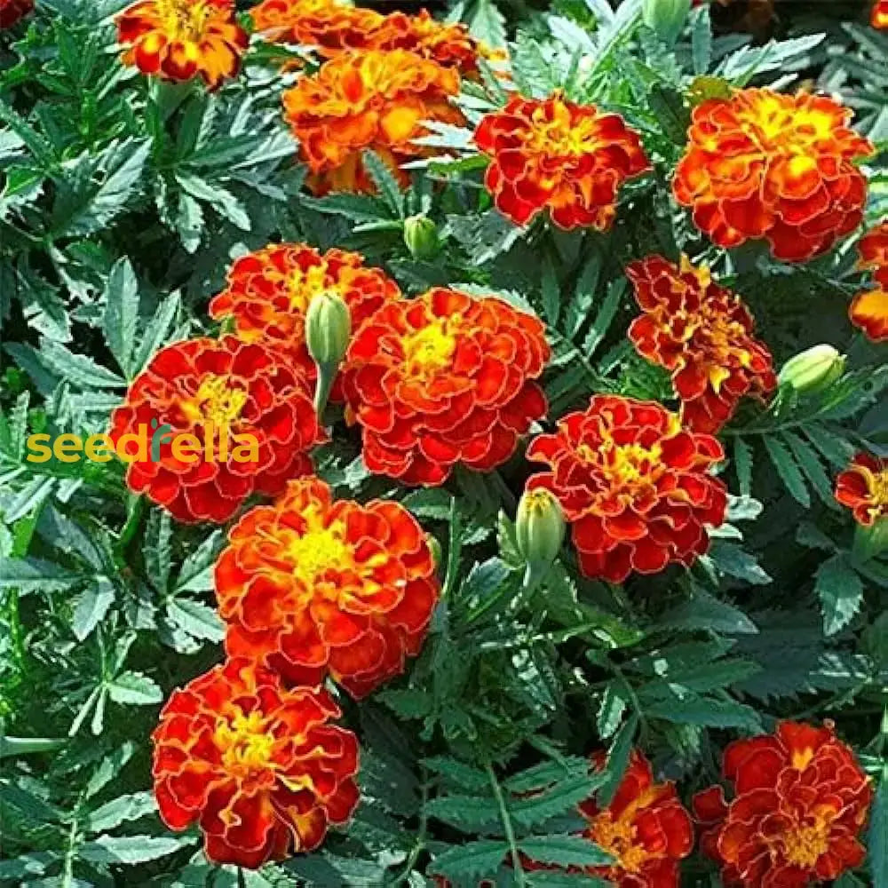 Red Marigold Seeds For Planting - Annual Flower Bright Borders