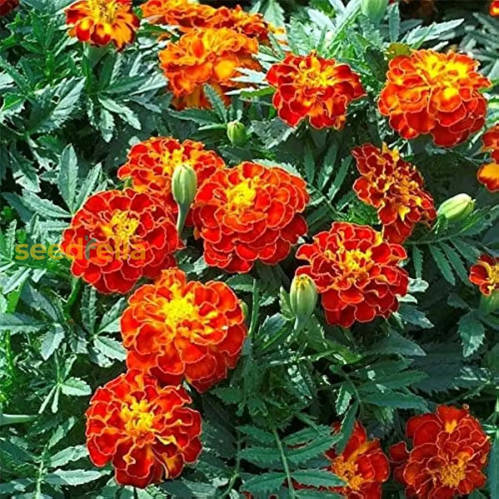 Red marigold seeds for planting