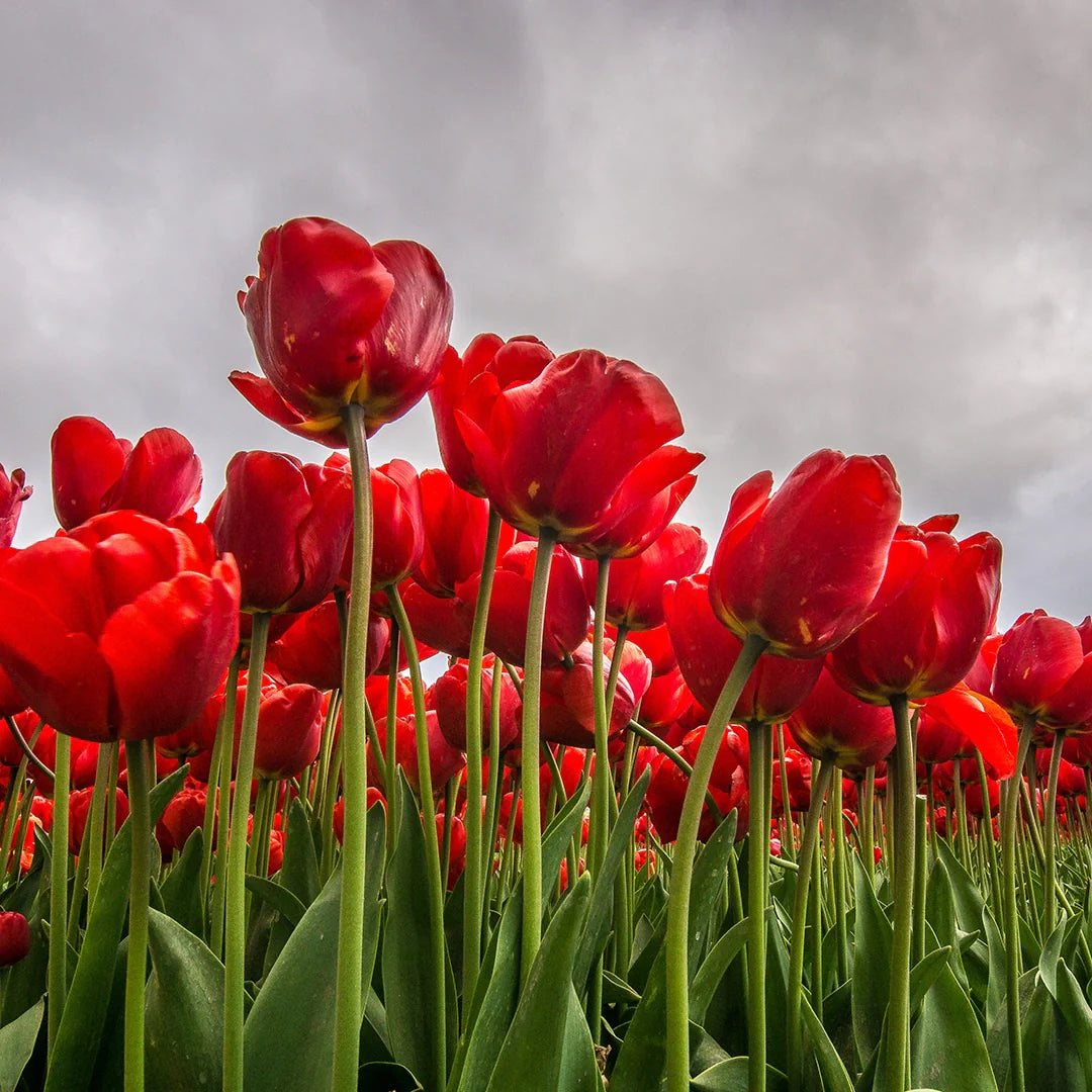 Red Maroon Tulip Planting Seeds – Non-GMO Tulip Seeds