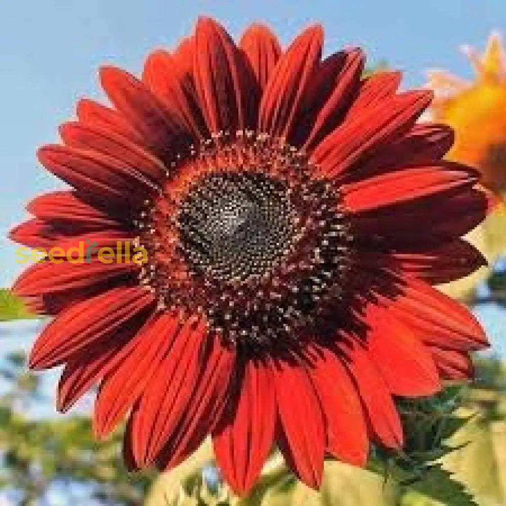 mini sunflower seeds for planting