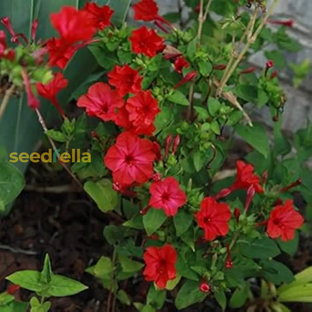 Red Mirabilis Scarlet Flower Seeds For Summer Planting