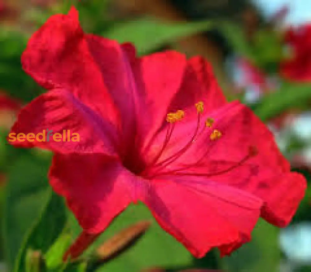 Red Mirabilis Scarlet Flower Seeds For Summer Planting