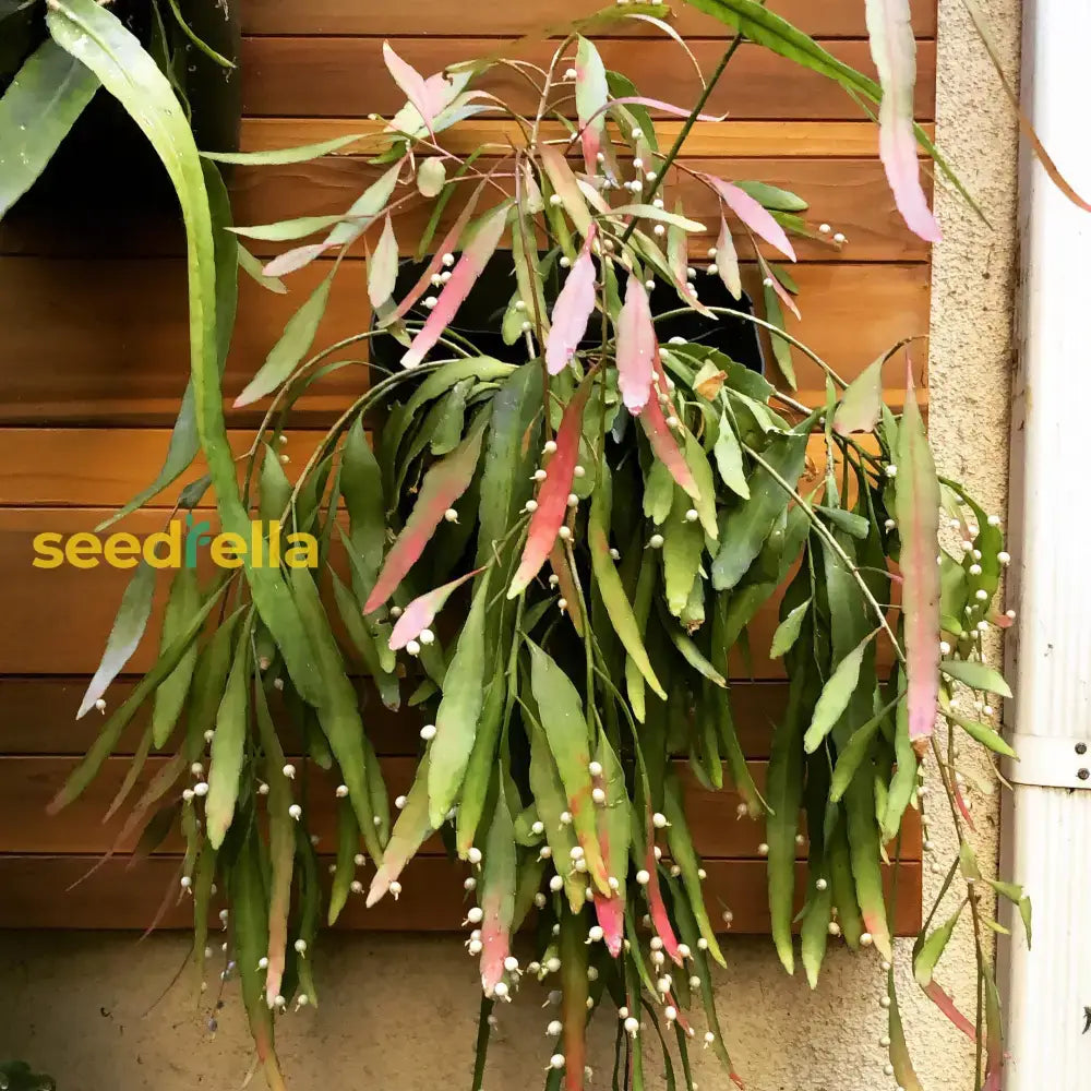 Red Mistletoe Cactus Seeds  Easy To Grow Exotic Plant For Indoor & Outdoor Seeds