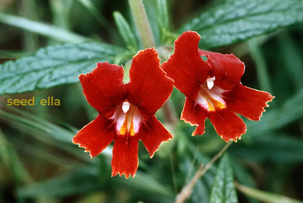 Red Monkey Flower Planting Seeds