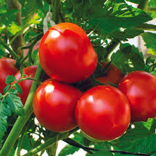 Red Mortgage tomato seeds for planting