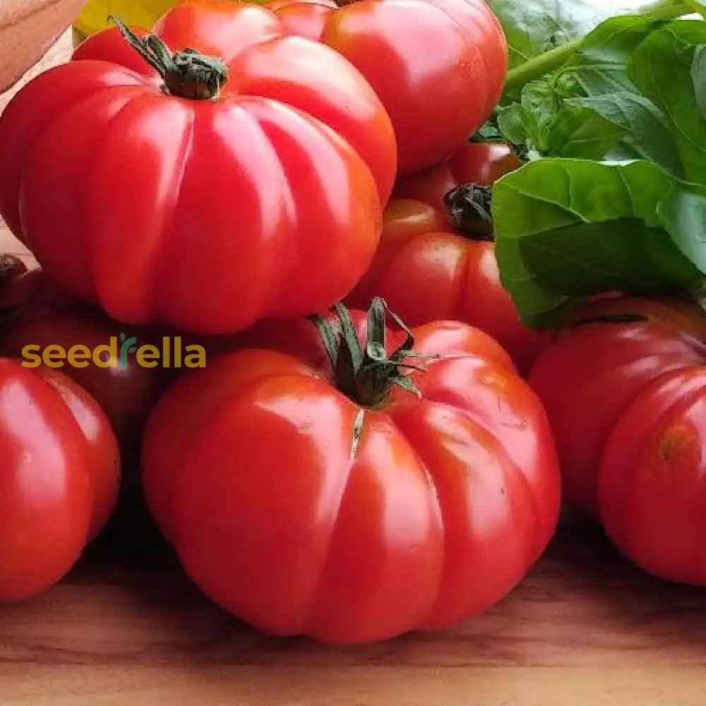 Red Mortgage tomatoes ripening on the vine