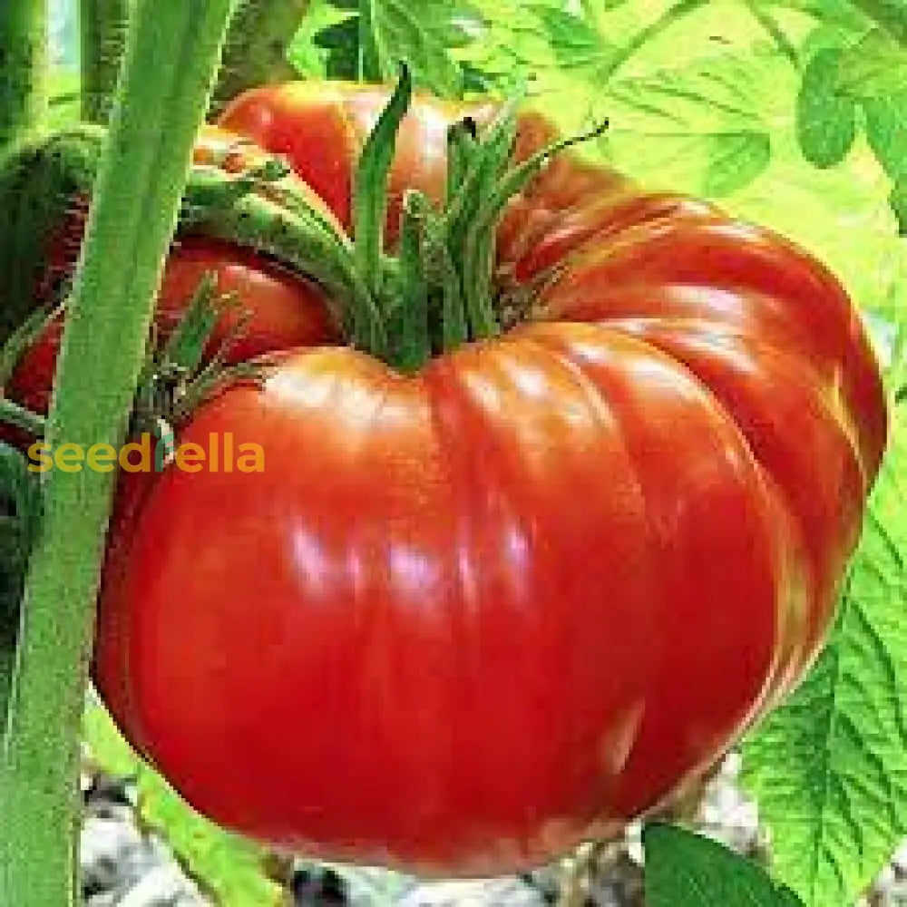 Red Mortgage Vegetable Planting Seeds - Premium Quality For Your Garden Seeds