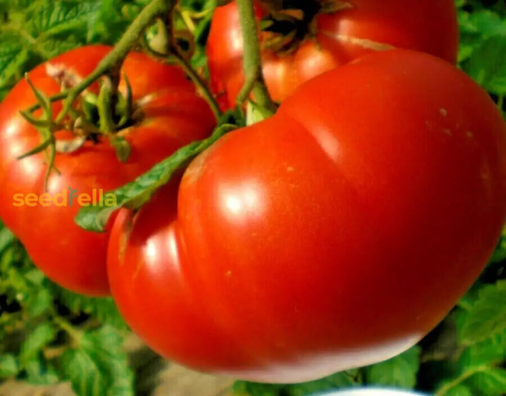 Red Mortgage Vegetable Planting Seeds - Premium Quality For Your Garden Seeds