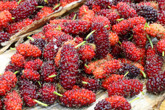 Red Mulberry (Morus rubra) tree seeds for planting