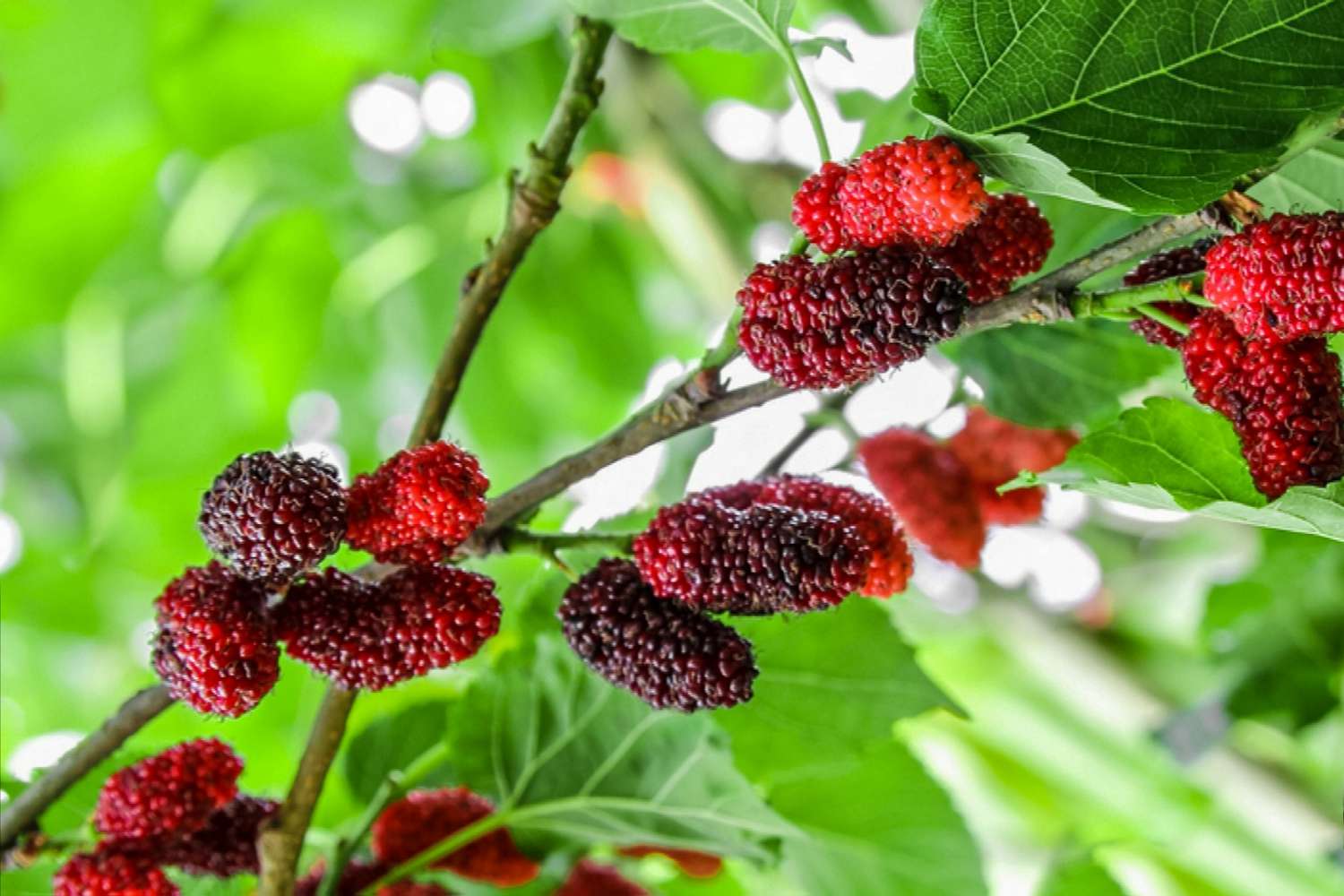 Red Mulberry tree with large green leaves