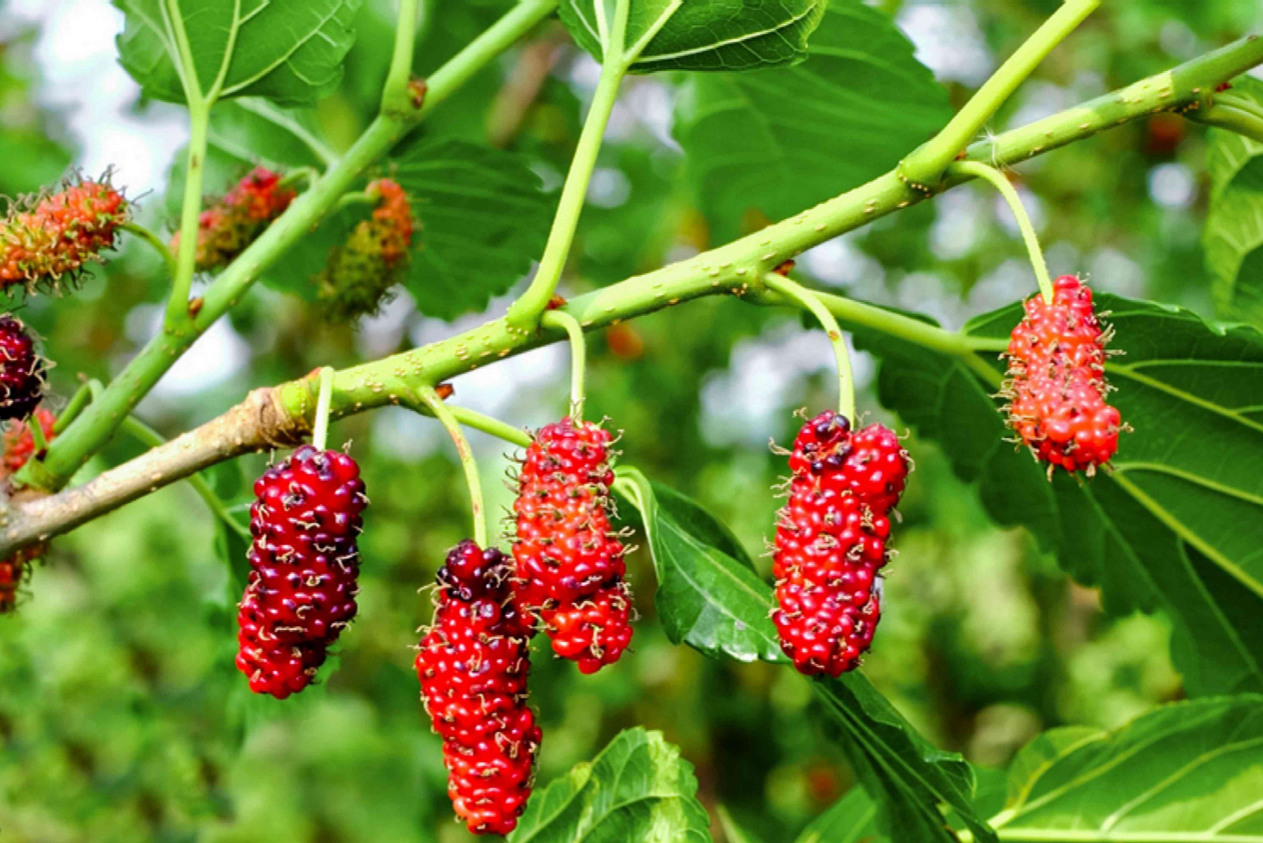 Red mulberry tree seeds showing large green leaves and fruit clusters