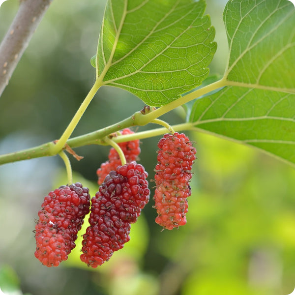 Red mulberry tree seeds Morus rubra hardy edible fruit tree