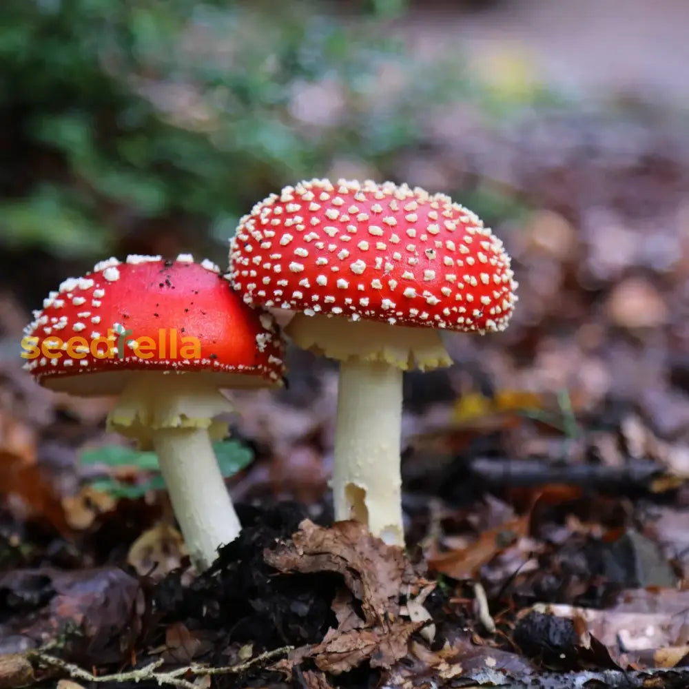 Red Mushroom Seeds For Planting: Harvest Nutritious Mushrooms