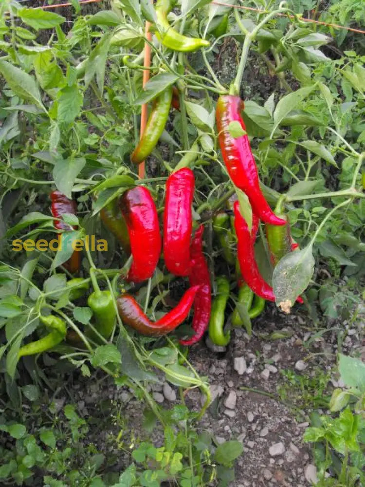 Red Nardello pepper plants growing in garden