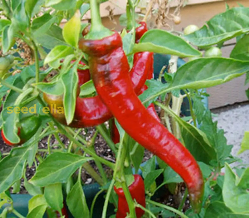 High quality Red Nardello pepper seeds closeup