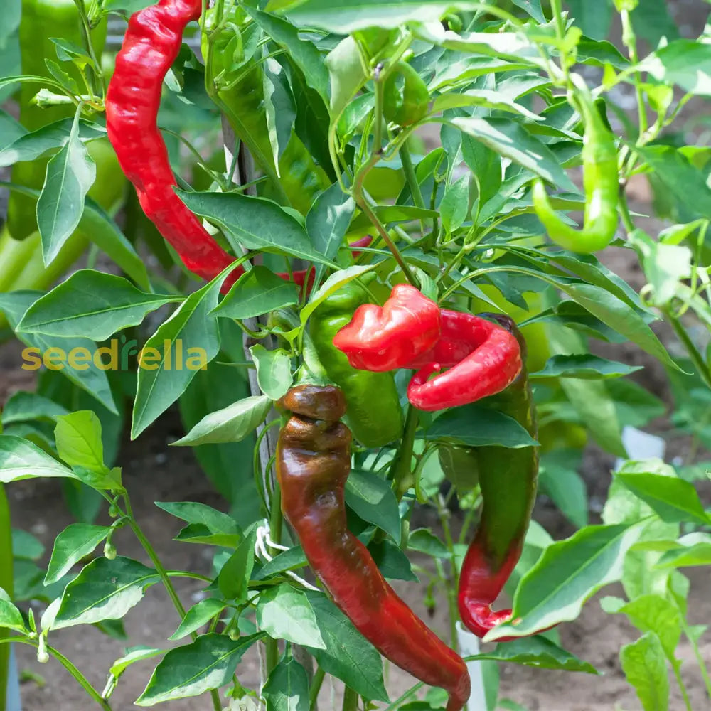 Red Nardello pepper seeds for planting non GMO