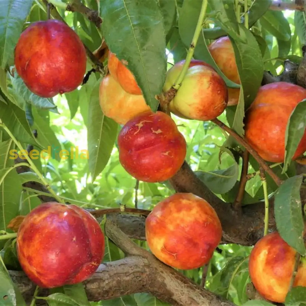 Red Nectarine Fruit Planting Essentials - Seeds For Delicious Homegrown Fruits And Abundant Harvest