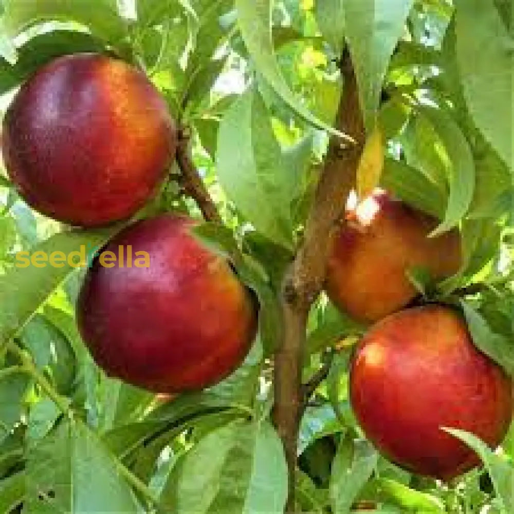 Red Nectarine Fruit Planting Essentials - Seeds For Delicious Homegrown Fruits And Abundant Harvest