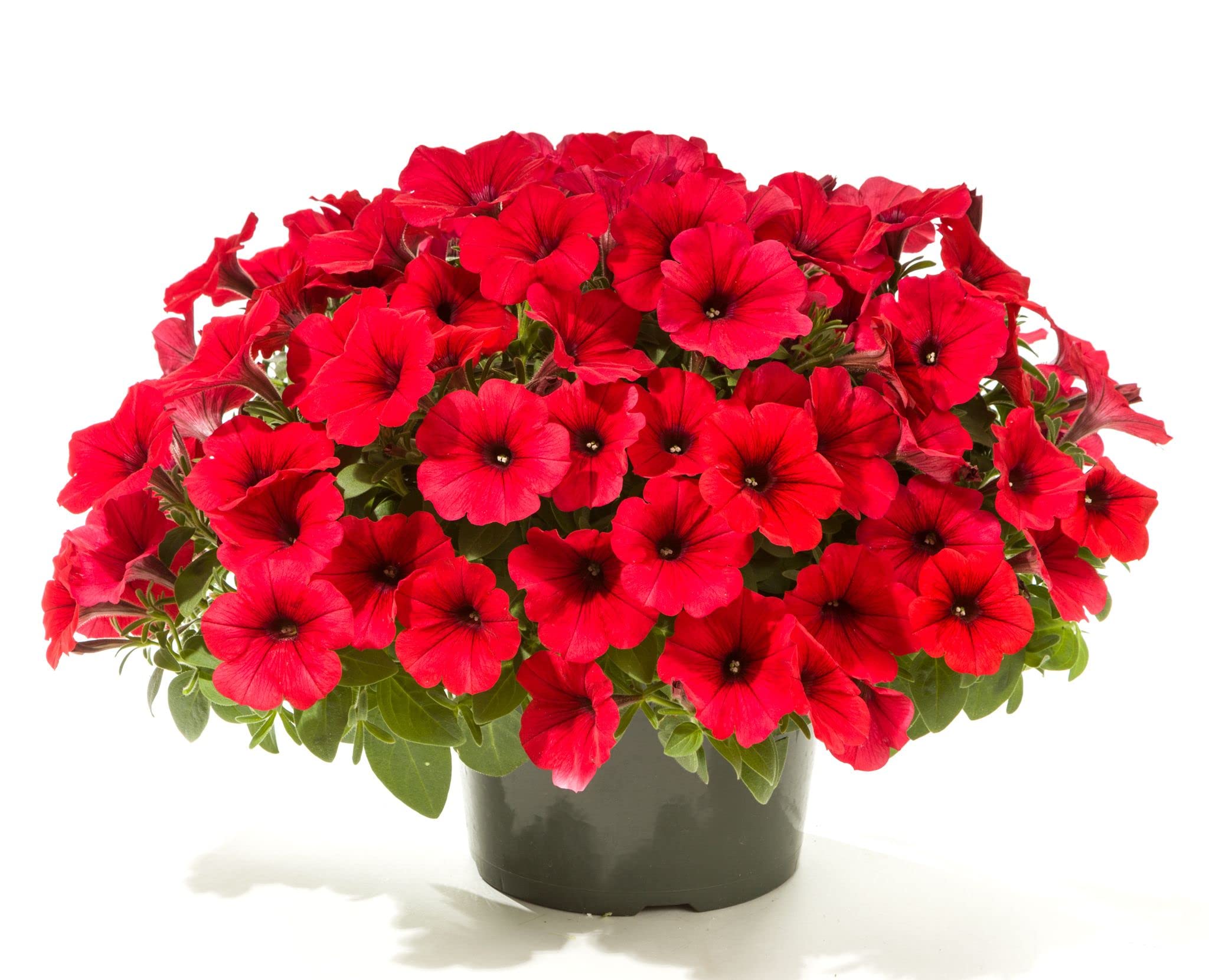 Red Oblique Petunia Flower Seeds for Easy Planting