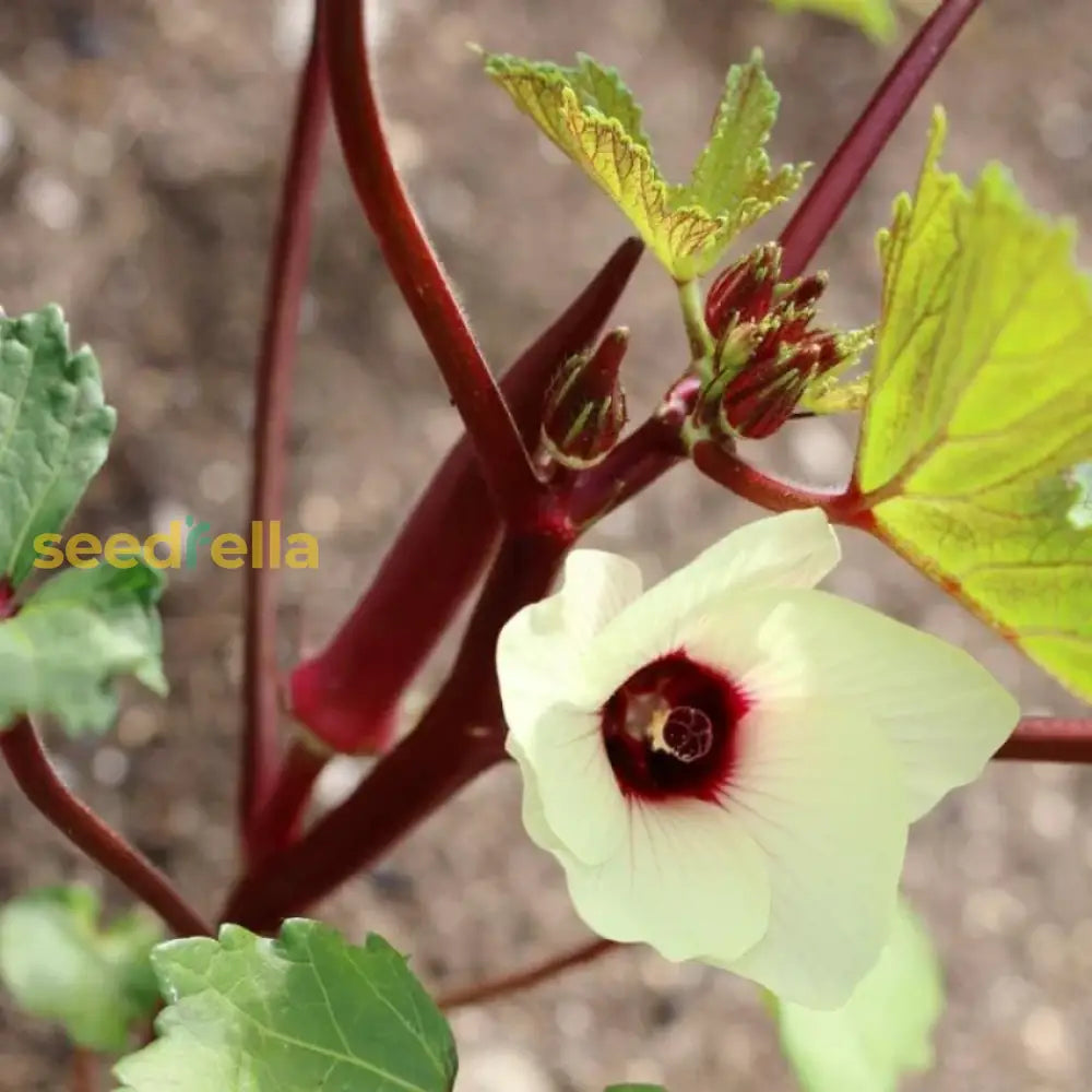 Red okra plant growing with colorful pods