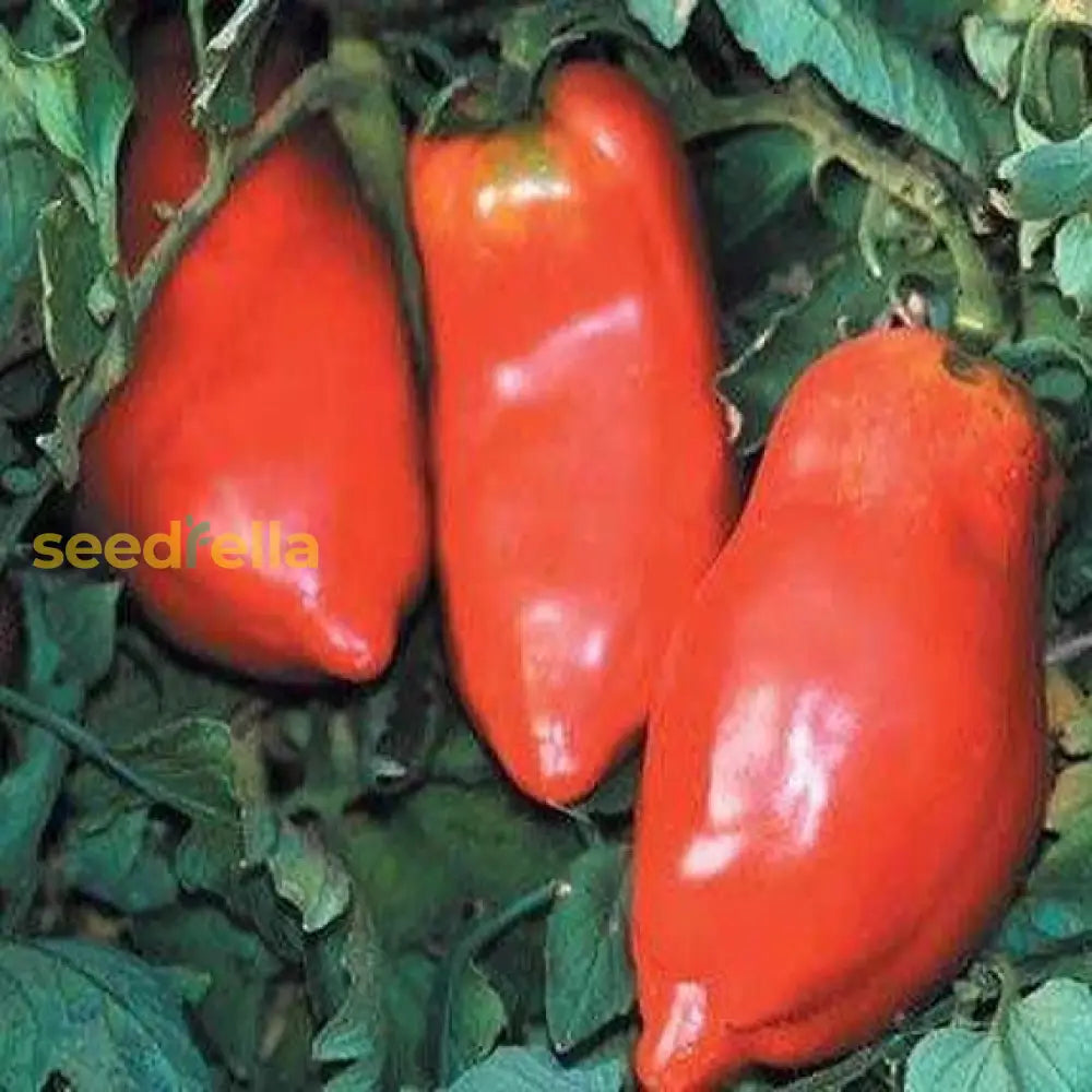 Red Opalka Vegetable Seeds - Easy Planting For Home Gardens Seeds