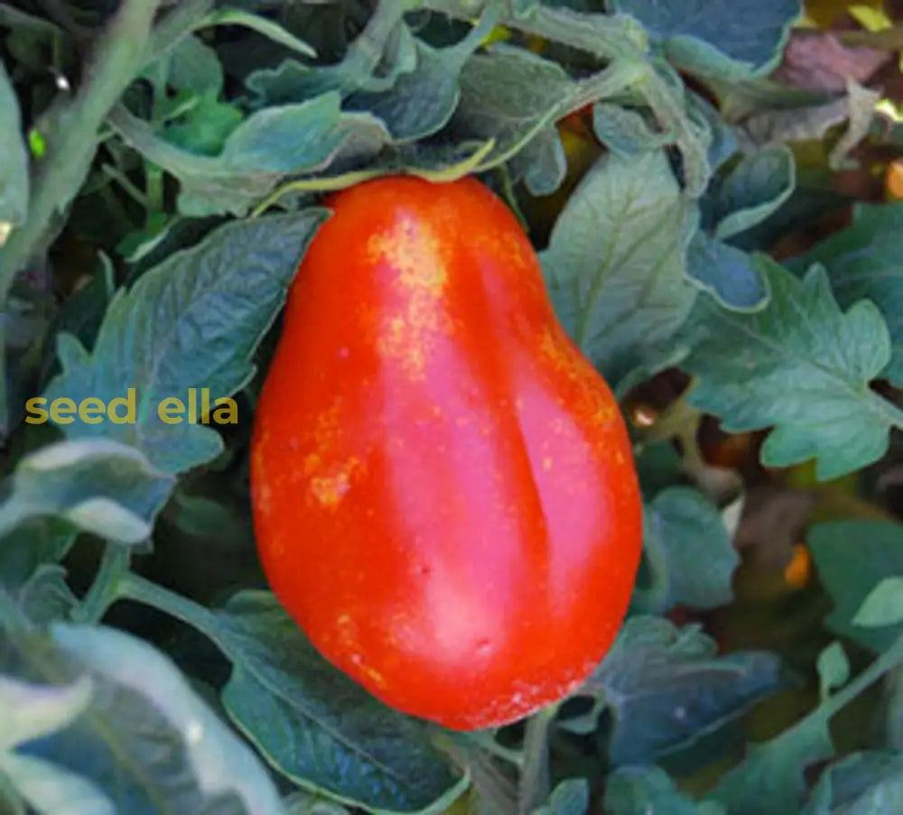 Red Opalka Vegetable Seeds - Easy Planting For Home Gardens Seeds