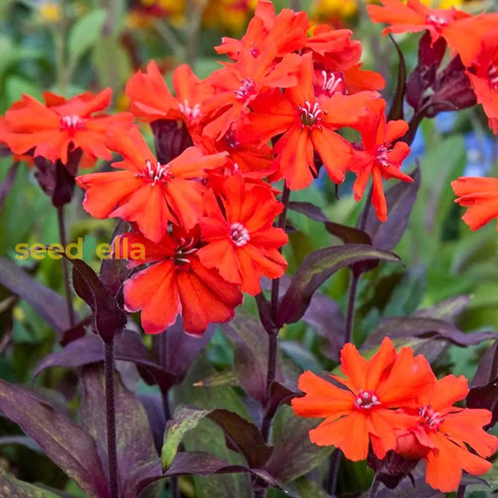 Red Orange Lychnis Arkwrightii Flower Planting  Seeds For Stunning Blooms In Your Garden