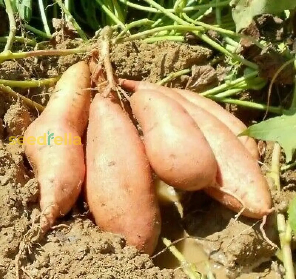 Red Orange Sweet Potato Seeds For Planting  Ideal Vegetable Gardens Seeds