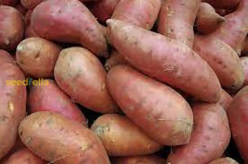 Red Orange Sweet Potato Seeds For Planting  Ideal Vegetable Gardens Seeds