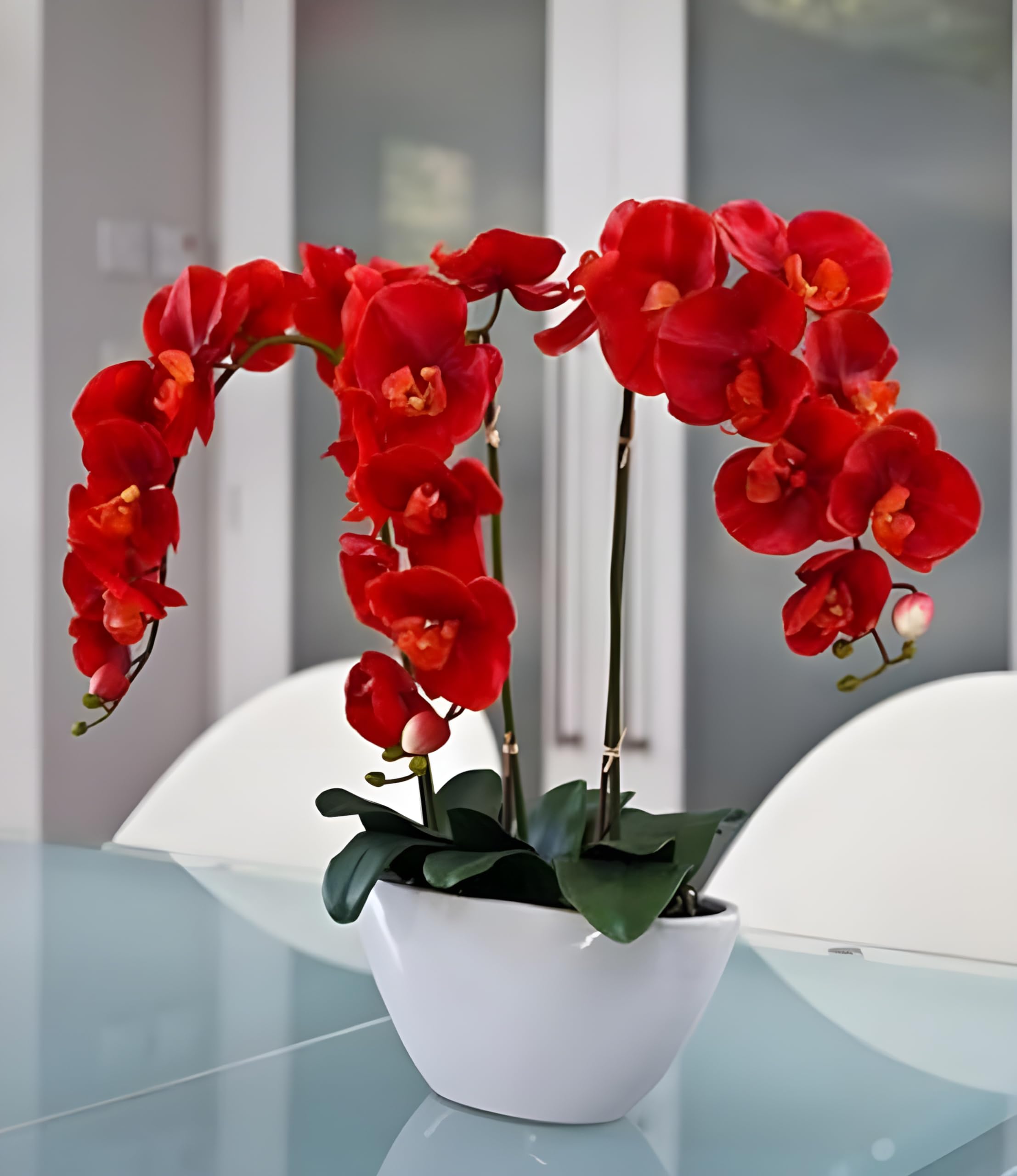 Red Orchid Plant Seeds – Butterfly Orchid for Home Garden