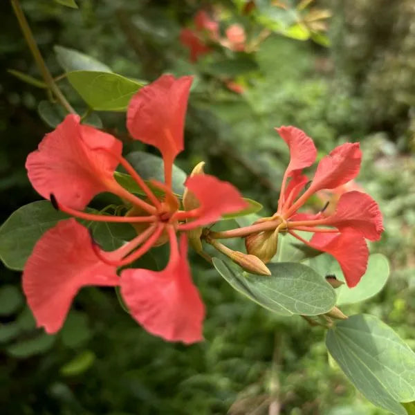 Red Orchid Tree used as hedge in tropical garden