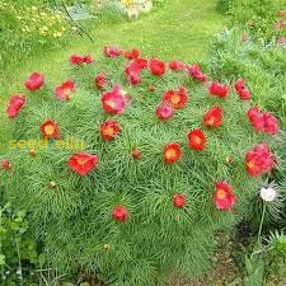 Red Paeonia Tenuifolia Flower Seeds For Easy Planting