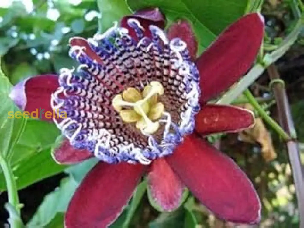 Red Passiflora Alata Seeds For Planting  Exotic Tropical Flowers Flower