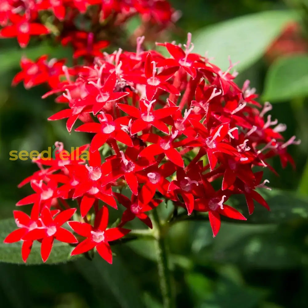 Red Pentas Flower Seeds Planting