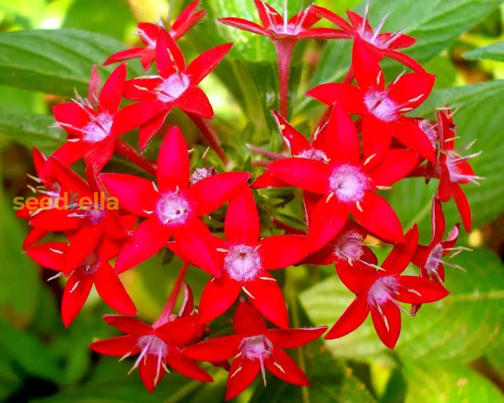 Red Pentas Flower Seeds Planting