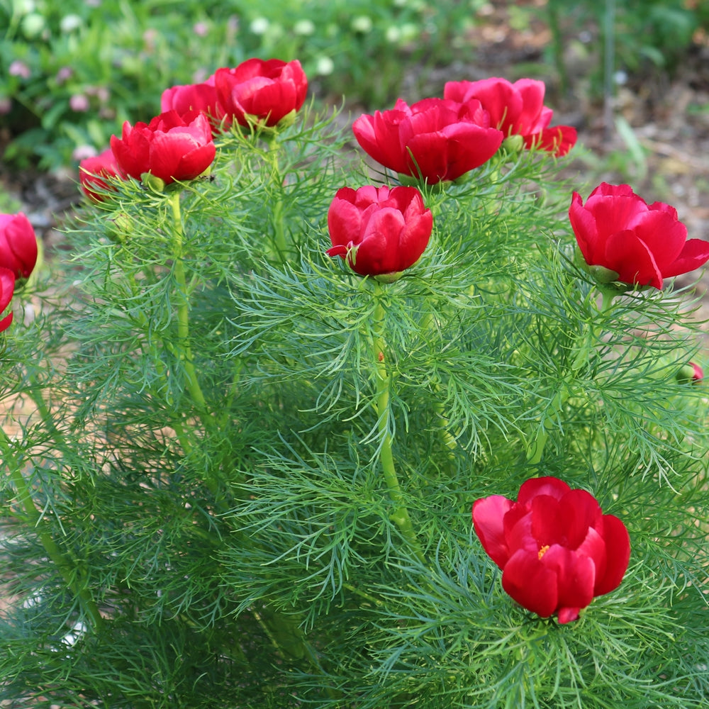 Red Peony Flowers Grown from Paeonia Tenuifolia Seeds in Garden