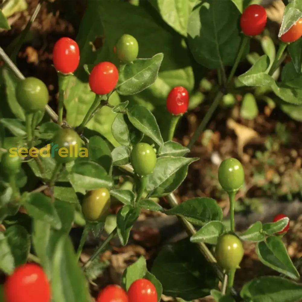 Red Pequin pepper seeds for planting