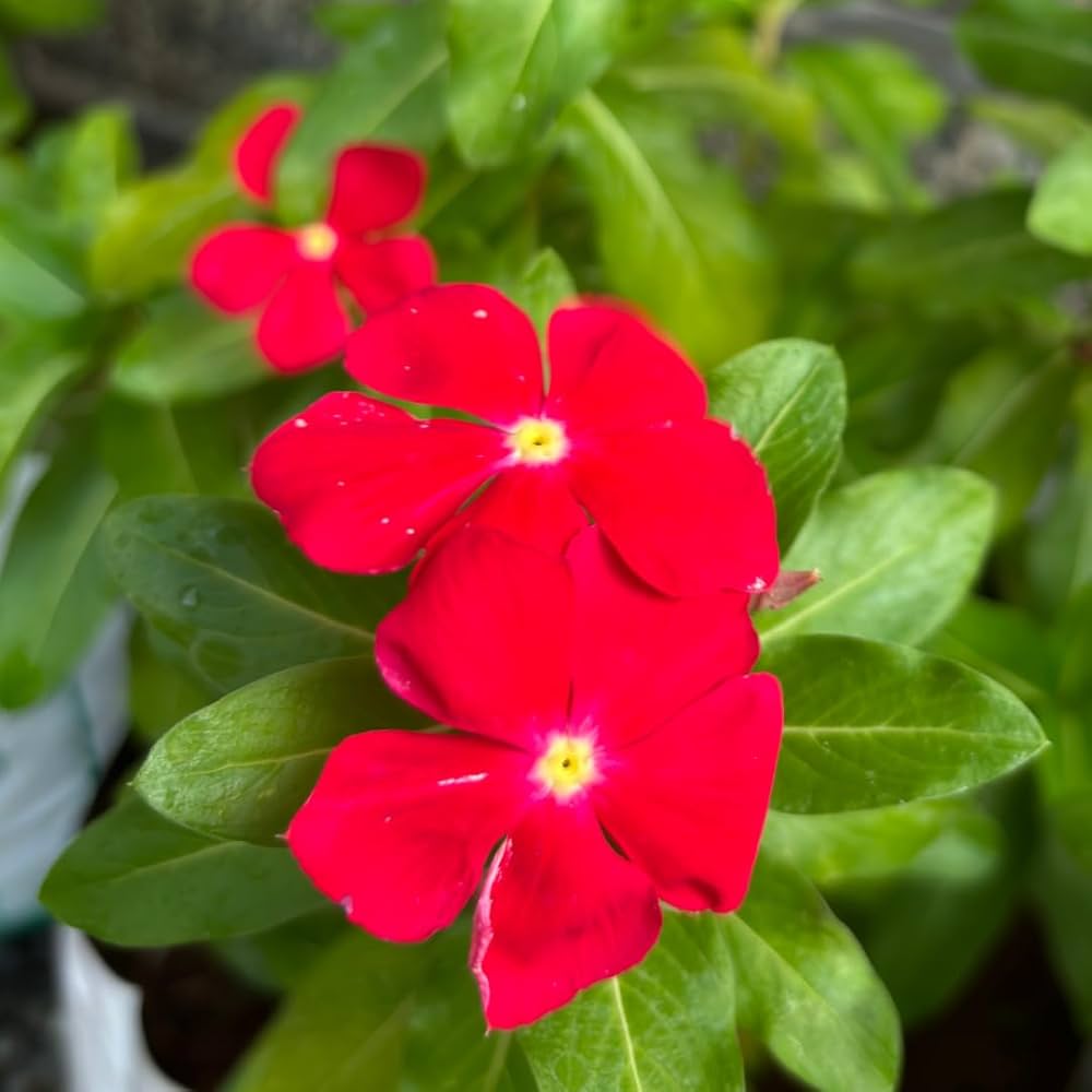 Red Periwinkle flowers in containers