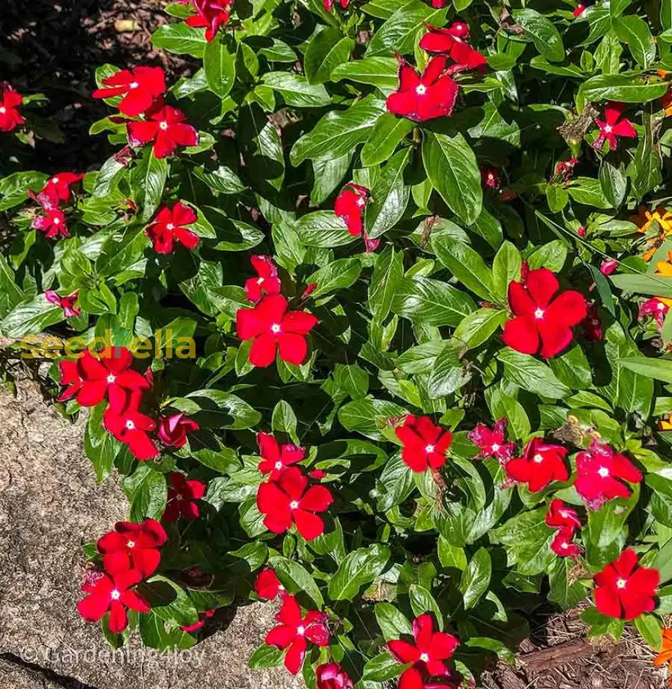 Red Periwinkle Vinca Flower Seeds For Easy Planting