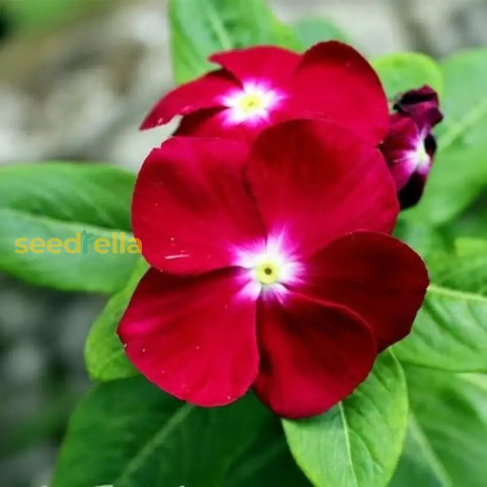 Red Periwinkle Vinca Flower Seeds For Easy Planting