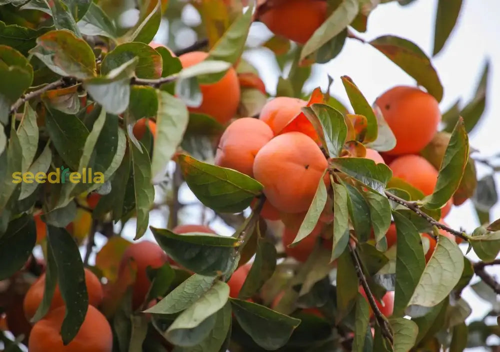 Ripe Red Persimmon Fruit from Diospyros Seeds