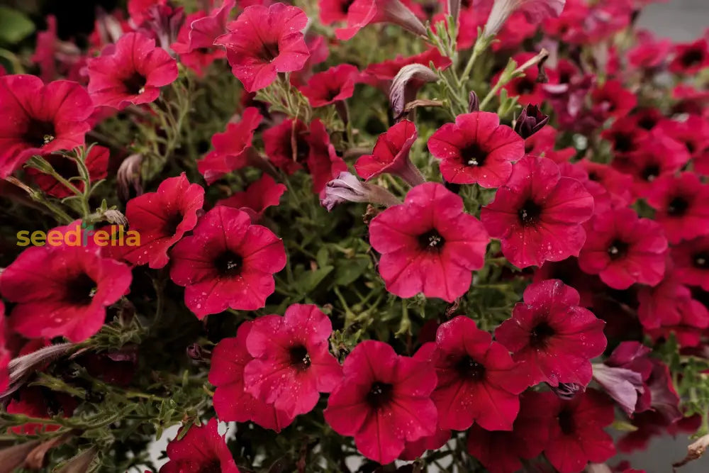 Red Petunia Flower Planting - Seeds For Vibrant Blooms And Lush Garden Displays