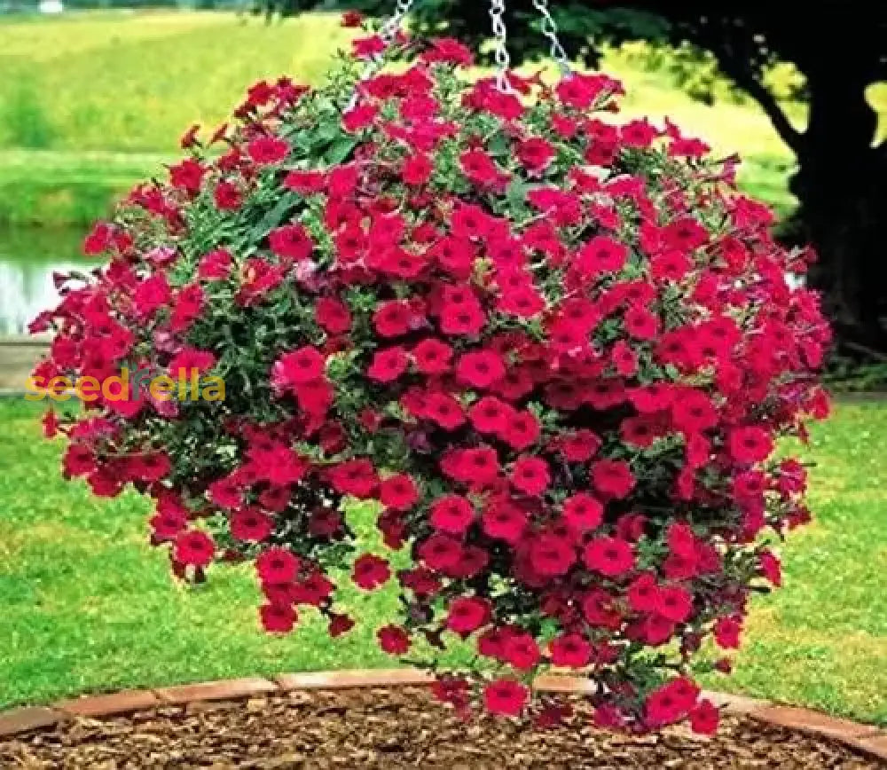 Red Petunia Flower Planting - Seeds For Vibrant Blooms And Lush Garden Displays