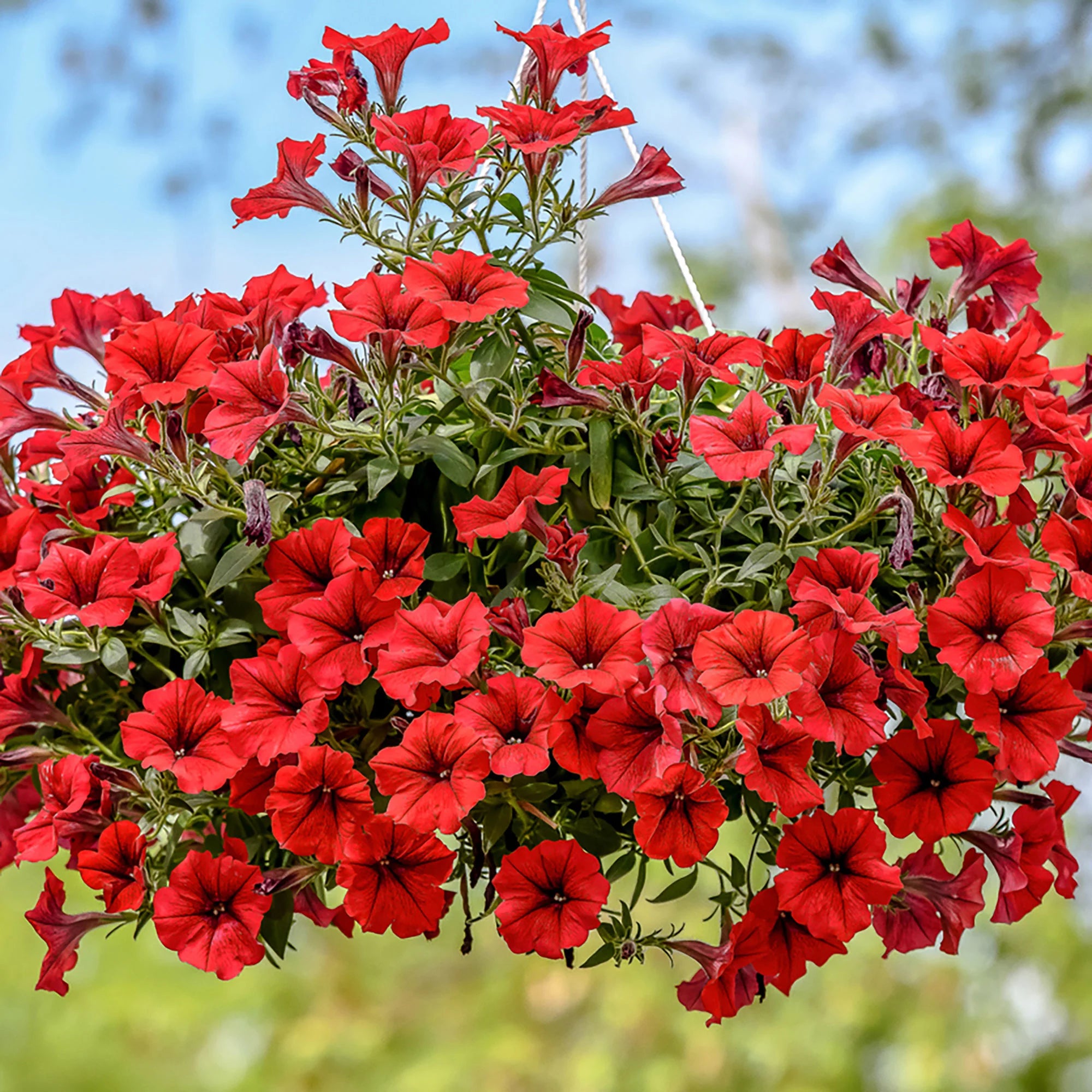 Red Petunia Flower Seeds for vibrant garden planting