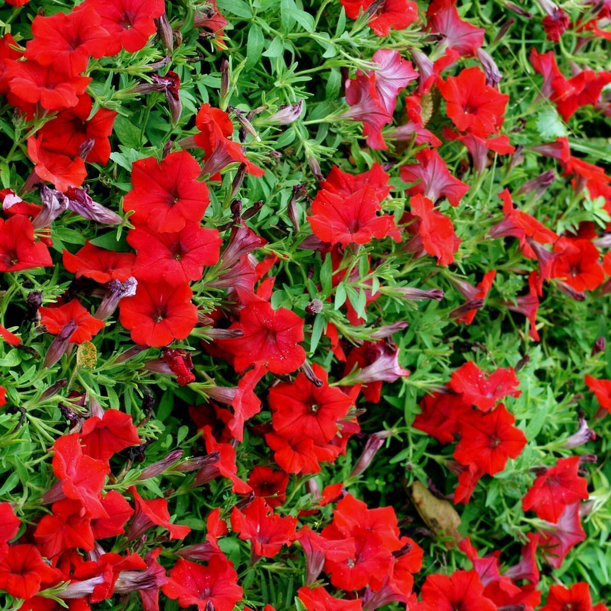 Hanging basket with lush red petunia flowers