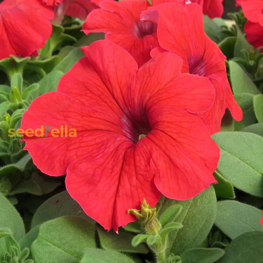 Red Petunia Petals Flower Planting Seeds For Lush And Colorful Gardens