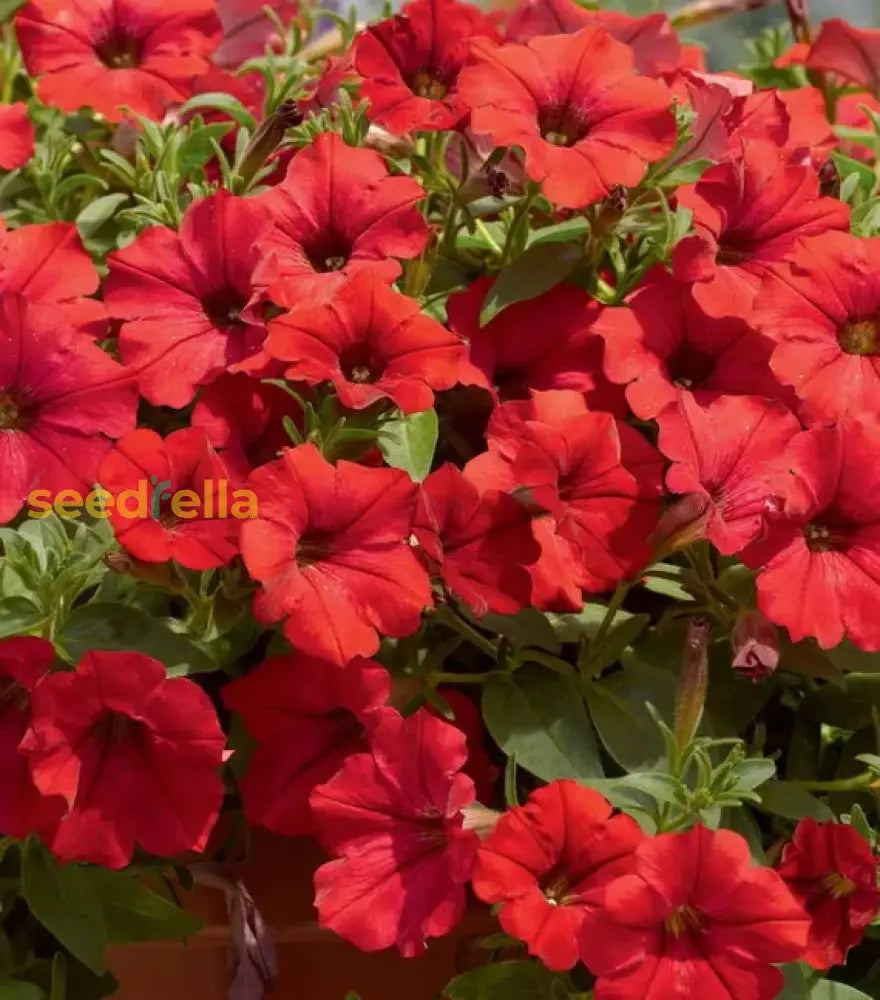 Red Petunia Petals Flower Planting Seeds For Lush And Colorful Gardens