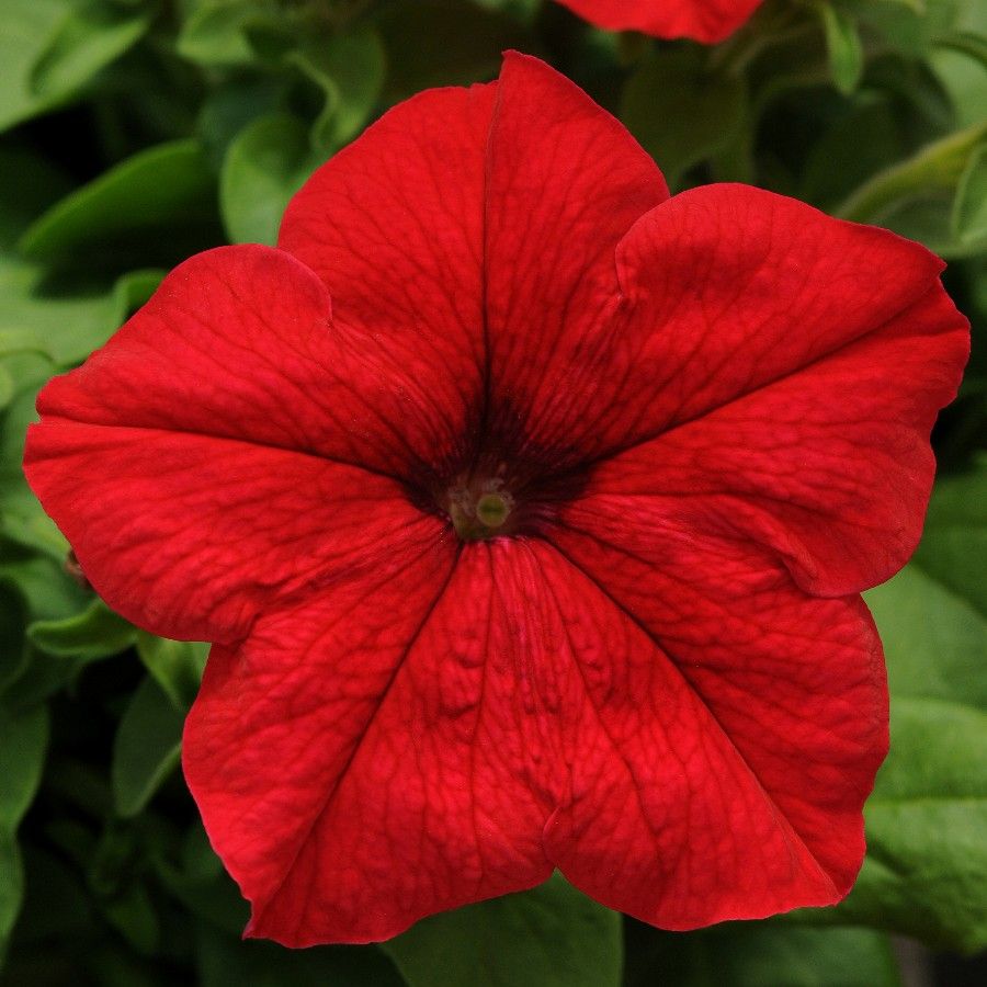 Red Petunia Flower Seeds for Planting