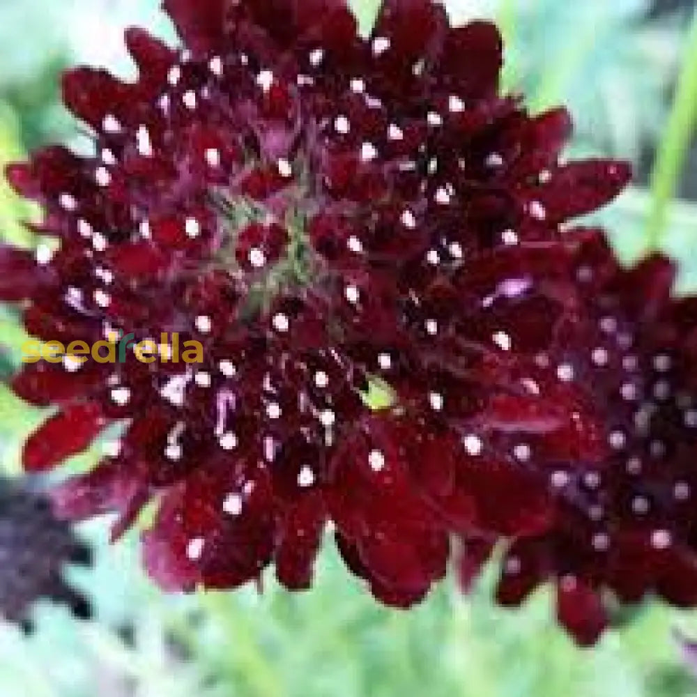 Red Pincushion Flower Planting  Seeds For Vibrant Blossoms In Your Garden